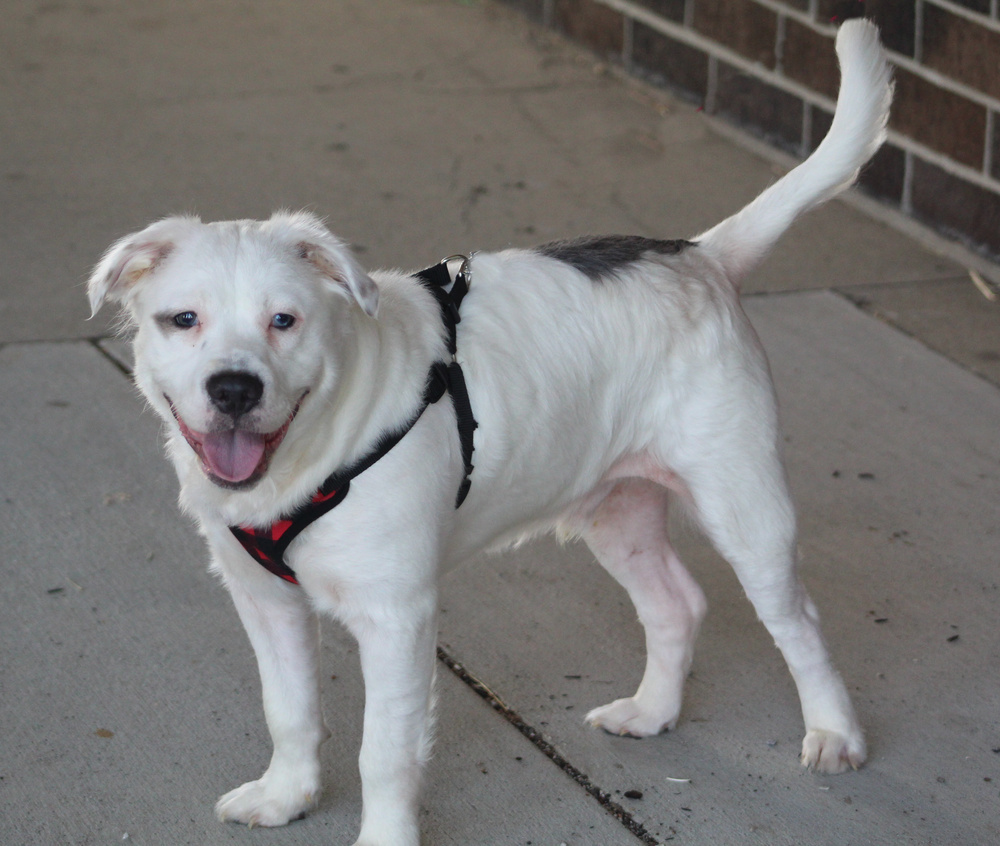 Shyloh, an adoptable Maltese, Pit Bull Terrier in Lafayette, IN, 47909 | Photo Image 3