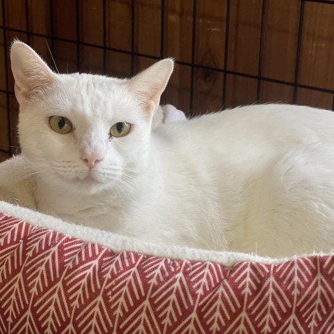 Ribbons, an adoptable Domestic Short Hair in Tylertown, MS, 39667 | Photo Image 1