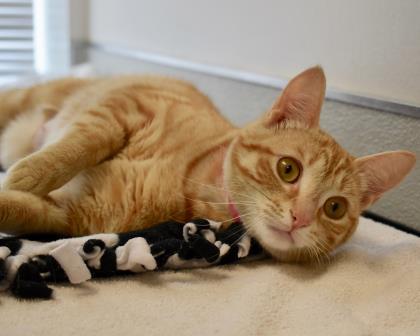 BUBBLES, an adoptable Domestic Short Hair in West Seneca, NY_image-3
