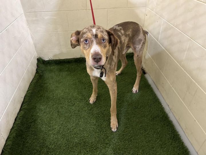 FIGGY, an adoptable Catahoula Leopard Dog Mix in Winter Haven, FL_image-1