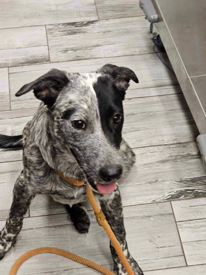Manny (20230912-03), an adoptable Australian Cattle Dog / Blue Heeler Mix in Niagara on the Lake, ON_image-2