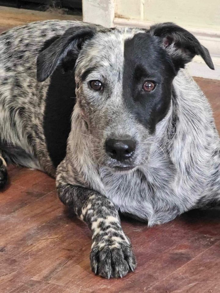 Manny (20230912-03), an adoptable Australian Cattle Dog / Blue Heeler Mix in Niagara on the Lake, ON_image-5