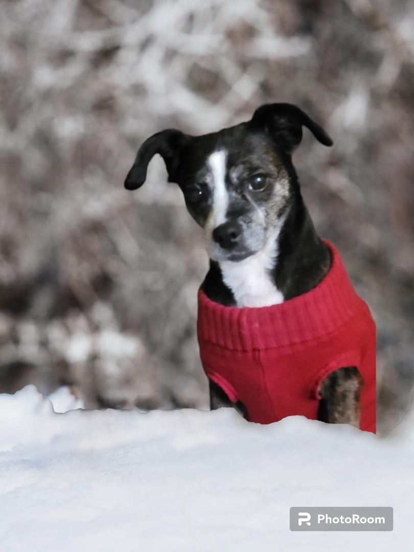 Princess, an adoptable Terrier, Chihuahua in Lacona, NY, 13083 | Photo Image 5