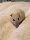 Stuart