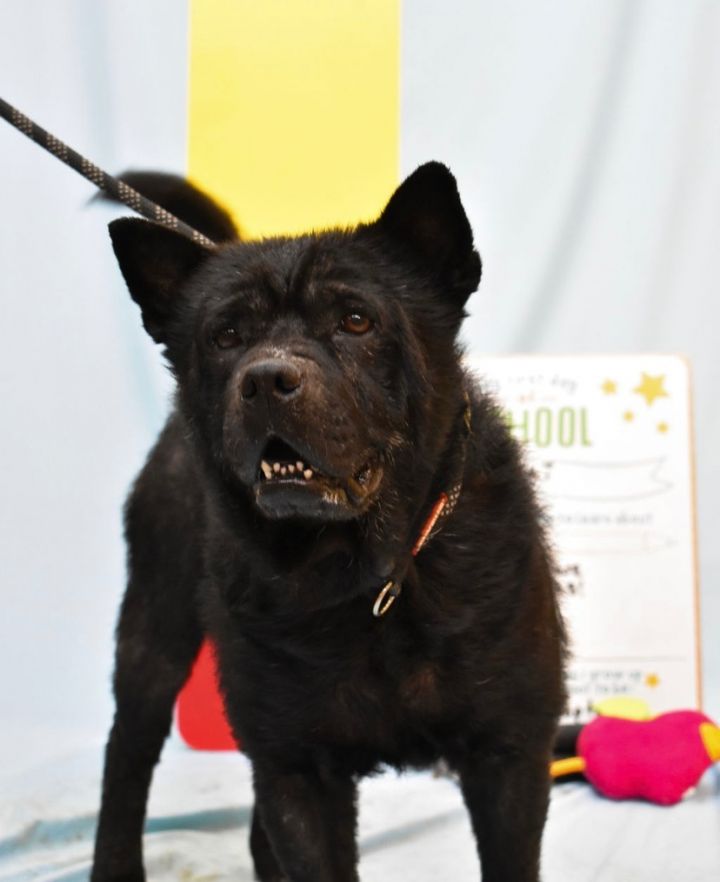Chow chow petfinder hotsell