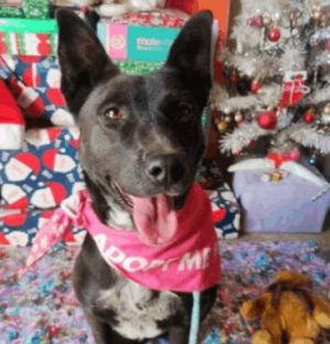 Dog for adoption - EVA, a Border Terrier & Jack Russell Terrier Mix in Pico  Rivera, CA