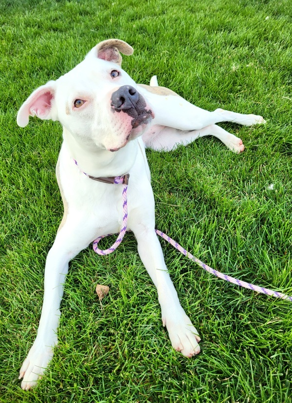 Astra 38017, an adoptable Pit Bull Terrier in Pocatello, ID, 83205 | Photo Image 1