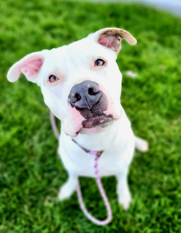 Astra 38017, an adoptable Pit Bull Terrier in Pocatello, ID, 83205 | Photo Image 2