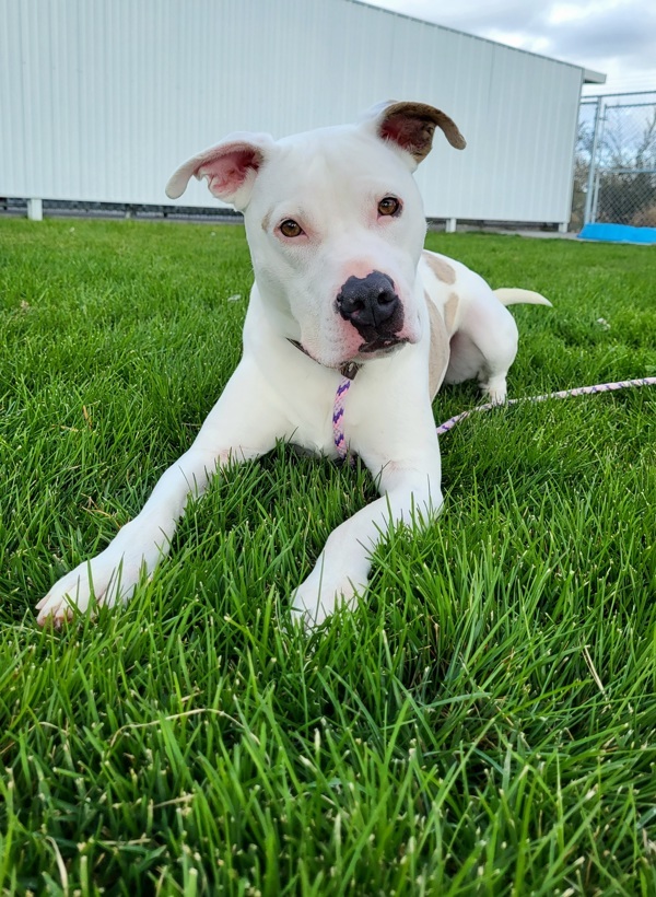 Astra 38017, an adoptable Pit Bull Terrier in Pocatello, ID, 83205 | Photo Image 3
