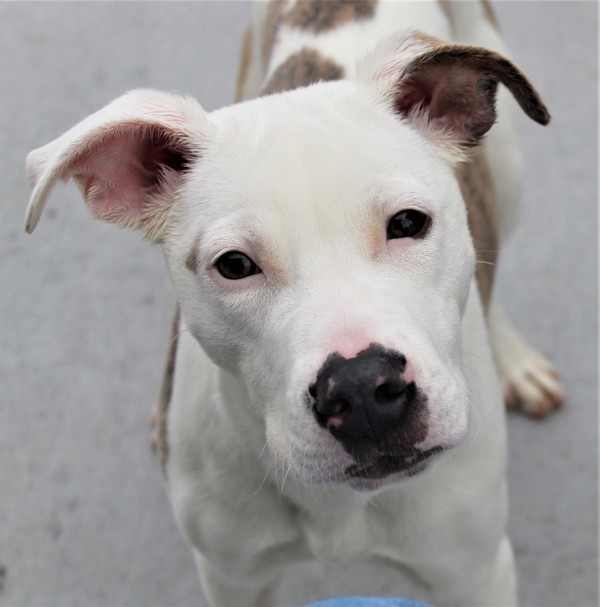 Astra 38017, an adoptable Pit Bull Terrier in Pocatello, ID, 83205 | Photo Image 4