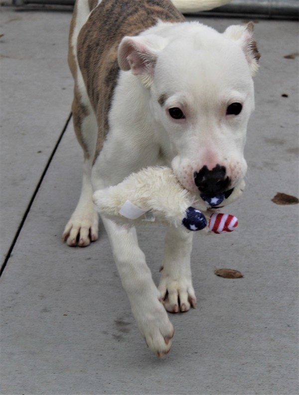 Astra 38017, an adoptable Pit Bull Terrier in Pocatello, ID, 83205 | Photo Image 5