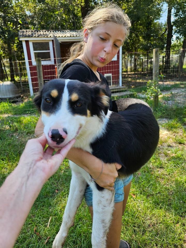 Spaniel and border collie hot sale mix