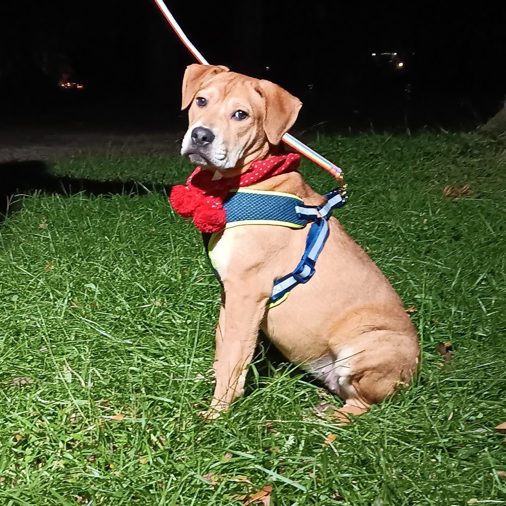 Sunflower, an adoptable Labrador Retriever, Bloodhound in Ocala, FL, 34475 | Photo Image 1
