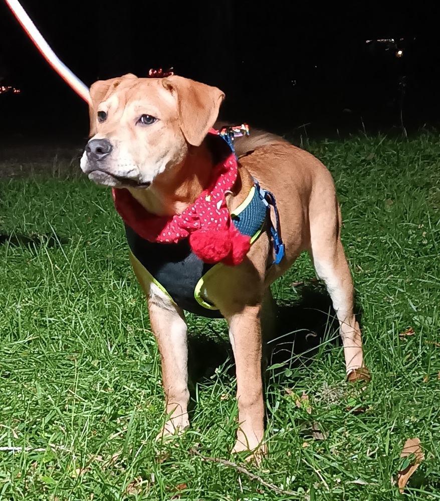 Sunflower, an adoptable Labrador Retriever, Bloodhound in Ocala, FL, 34475 | Photo Image 2
