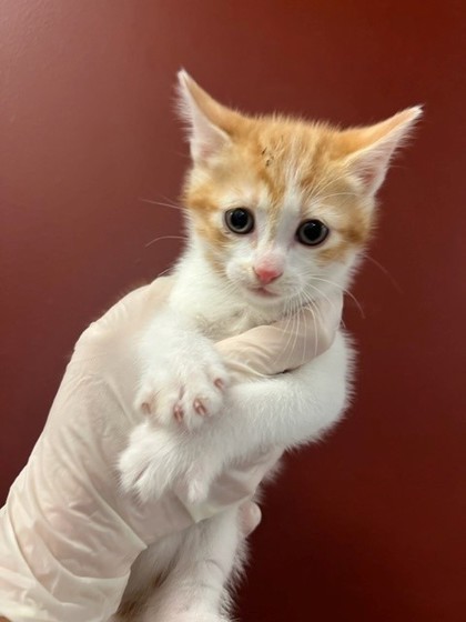 Adoptable Cats & Kittens in Everett, WA