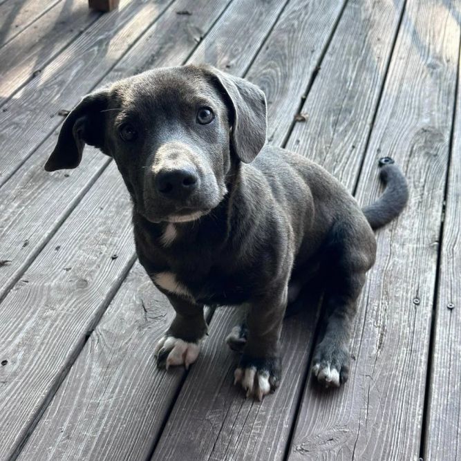 Greyface