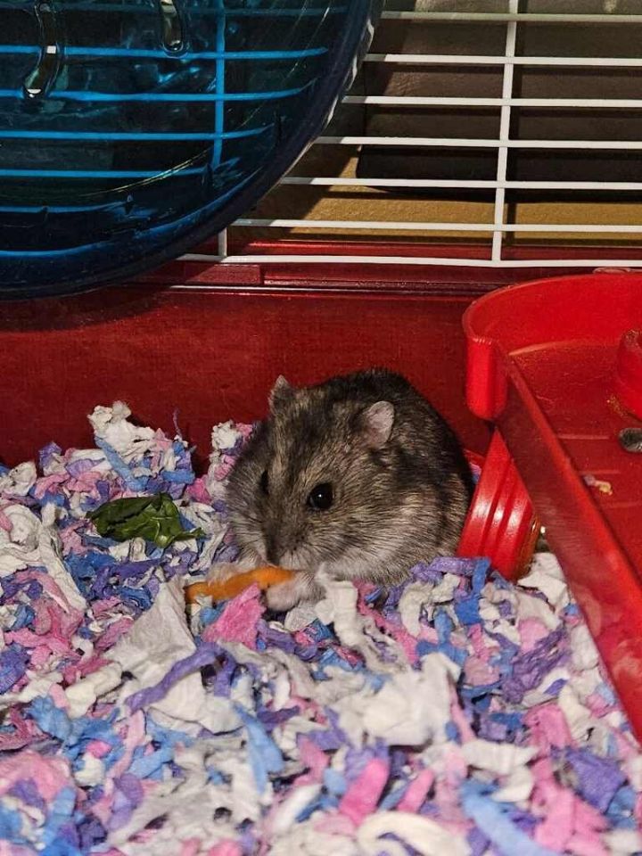 Sammy the Hammy, an adopted Hamster Mix in Hillside, IL_image-1