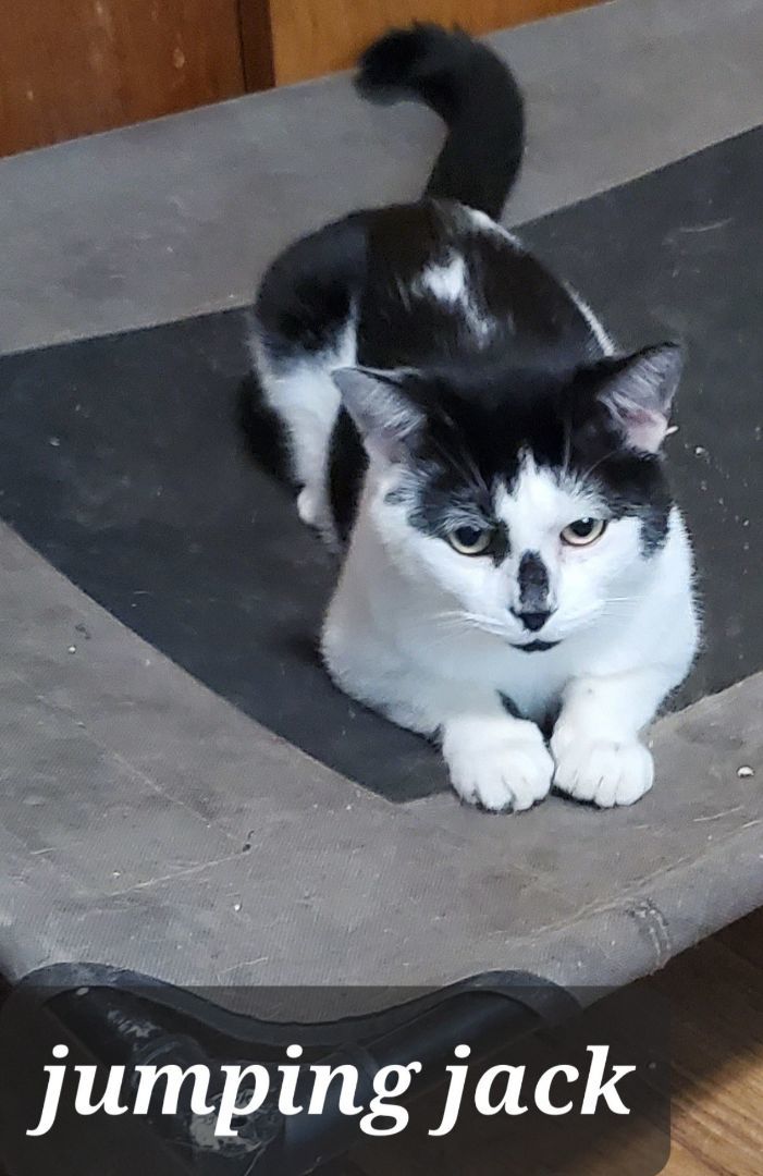 Jumping Jack 1