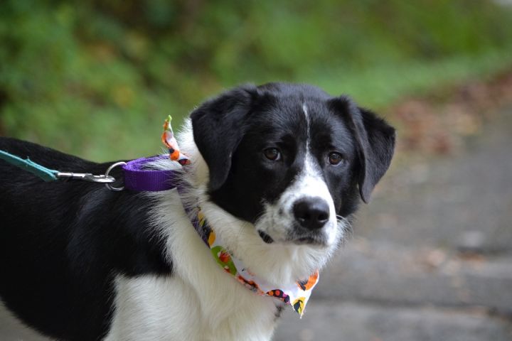 Zonni , an adoptable Border Collie Mix in Sevierville, TN_image-2