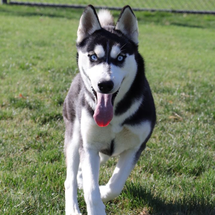 Akira, an adopted Siberian Husky in Clovis, CA_image-6