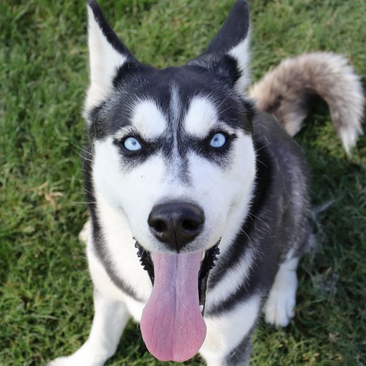 Akira, an adopted Siberian Husky in Clovis, CA_image-1