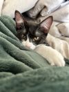 Sweet Pea Lowe