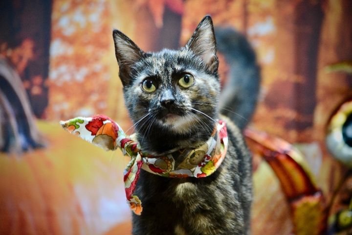 Truffles , an adopted Tortoiseshell in Sevierville, TN_image-2