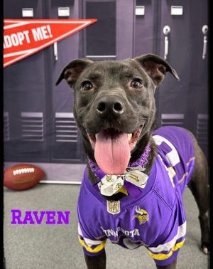 Dog for adoption - Raven, a Mixed Breed in Flint, MI