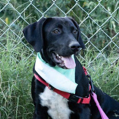 Della, an adoptable Black Labrador Retriever Mix in Springfield, MO_image-2