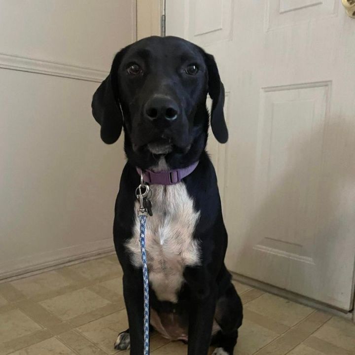 Della, an adoptable Black Labrador Retriever Mix in Springfield, MO_image-3