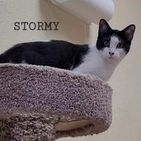 Stormy