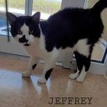 Jeffrey, an adopted Domestic Short Hair in Rushville, IL_image-1
