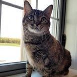 Poptart, an adoptable Domestic Short Hair in Rushville, IL_image-2