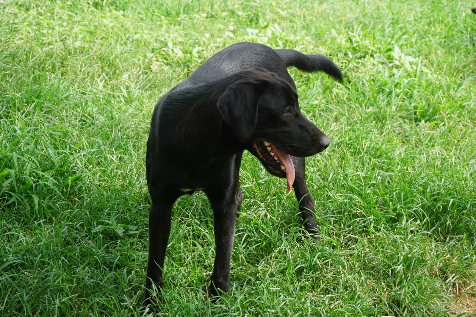 SIMON