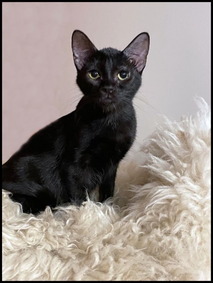 Ramona, an adoptable Domestic Short Hair Mix in Lacon, IL_image-1