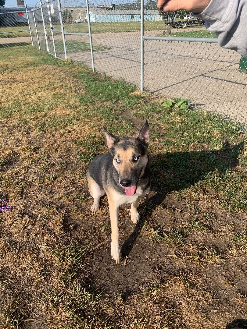 Dogs For Sale In Sioux City Iowa