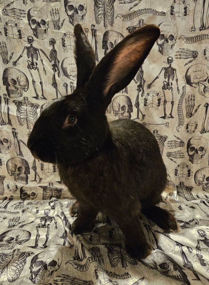 Salem, an adoptable Flemish Giant & Bunny Rabbit Mix in Wilkes-Barre, PA_image-2