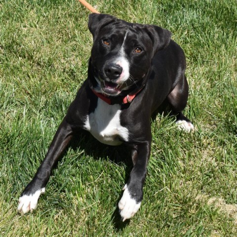 Molly (Fable), an adoptable American Staffordshire Terrier in Rifle, CO, 81650 | Photo Image 1