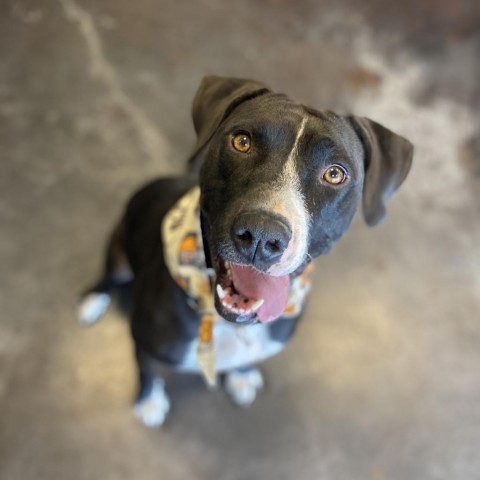 Molly (Fable), an adoptable American Staffordshire Terrier in Rifle, CO, 81650 | Photo Image 1