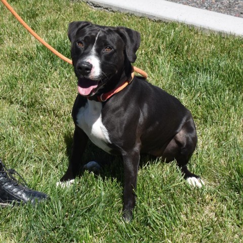 Fable (Molly), an adoptable American Staffordshire Terrier in Rifle, CO, 81650 | Photo Image 2