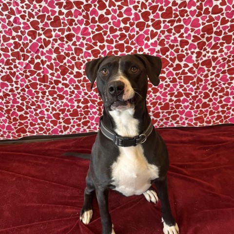 Molly (Fable), an adoptable American Staffordshire Terrier in Rifle, CO, 81650 | Photo Image 2