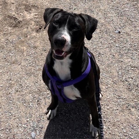 Molly (Fable), an adoptable American Staffordshire Terrier in Rifle, CO, 81650 | Photo Image 2