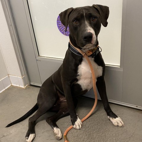 Molly (Fable), an adoptable American Staffordshire Terrier in Rifle, CO, 81650 | Photo Image 3