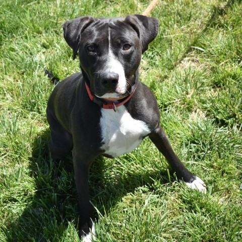 Fable (Molly), an adoptable American Staffordshire Terrier in Rifle, CO, 81650 | Photo Image 4