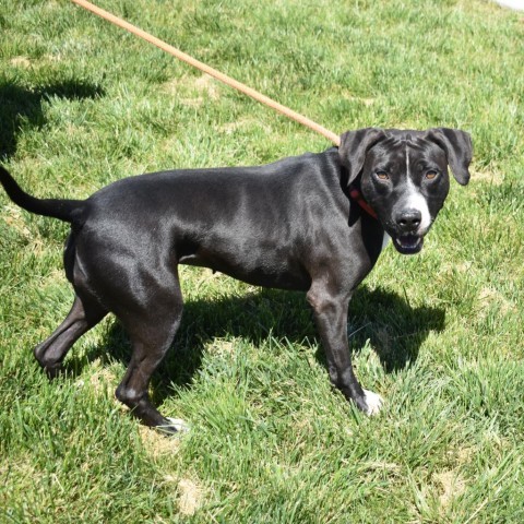 Molly (Fable), an adoptable American Staffordshire Terrier in Rifle, CO, 81650 | Photo Image 4