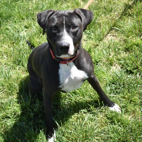 Molly (Fable), an adoptable American Staffordshire Terrier in Rifle, CO, 81650 | Photo Image 5