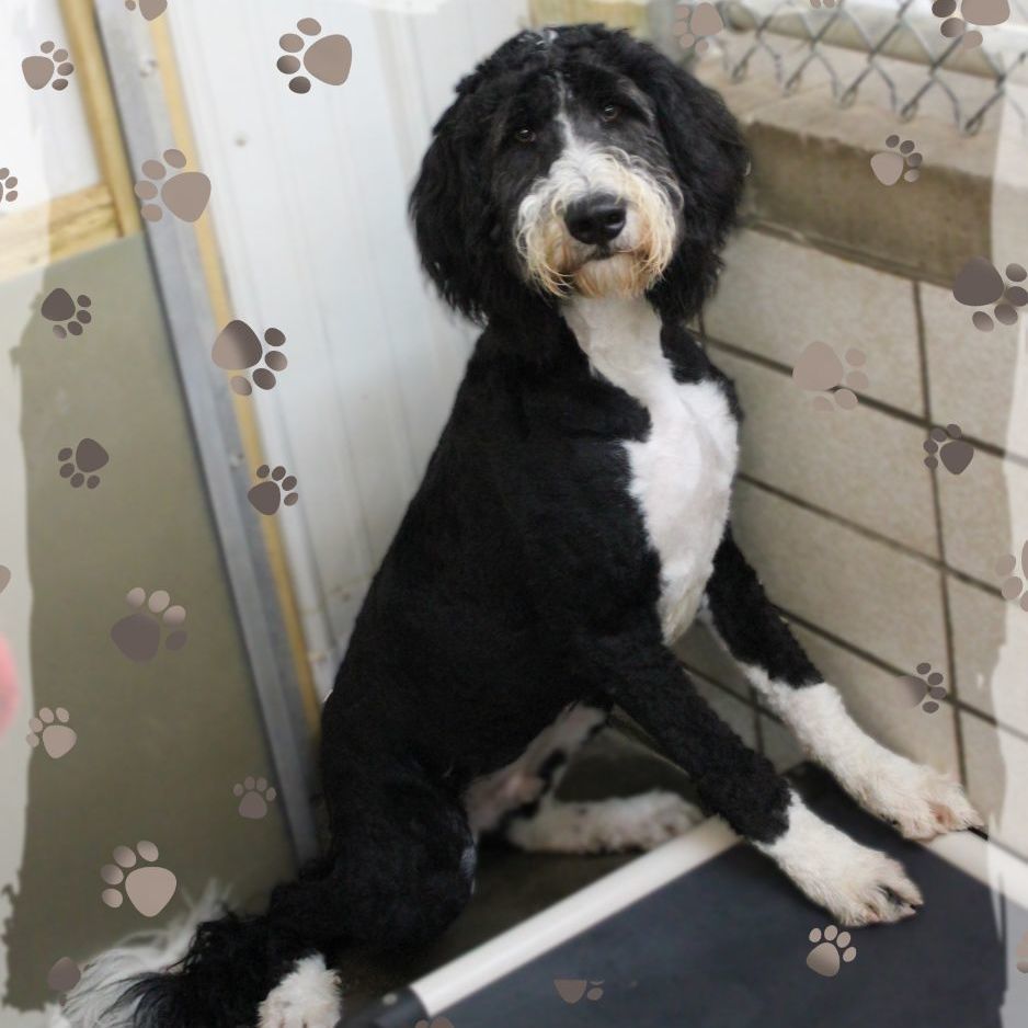 Chance, an adoptable Bernedoodle in Amelia, OH, 45102 | Photo Image 1