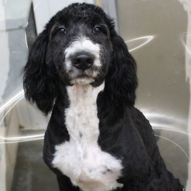 Chewy, an adoptable Bernedoodle in Amelia, OH, 45102 | Photo Image 1