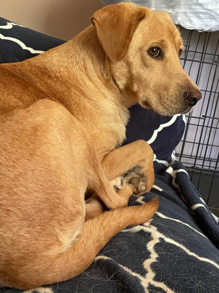 Ginger best sale labrador puppy