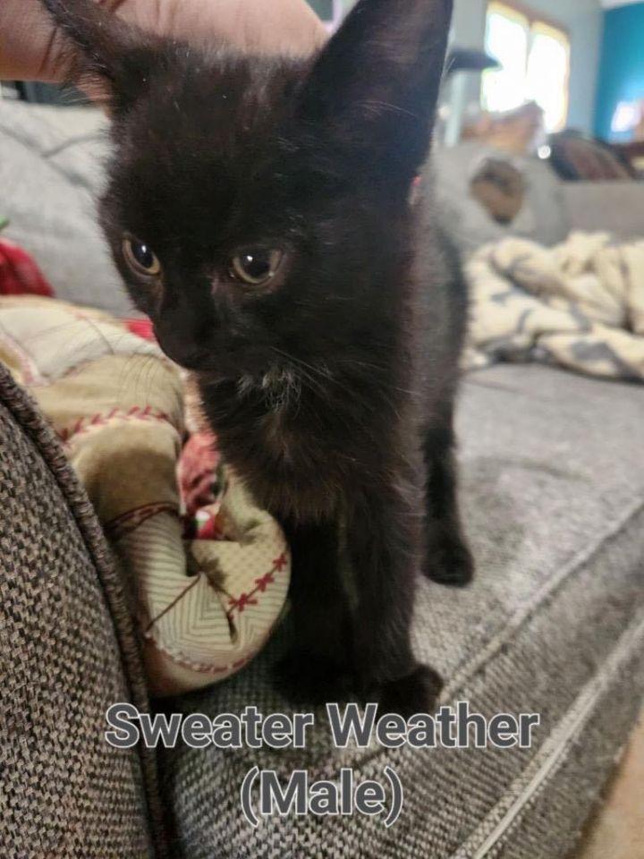Sweater Weather , an adopted Domestic Short Hair Mix in Omaha, NE_image-1